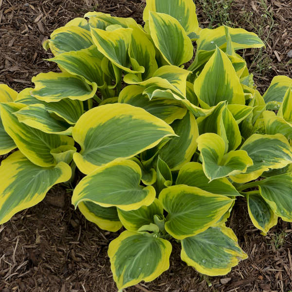 'Liberty' Live Starter Hosta. Loves Shade. Super Easy to Grow. Ready for Spring Planting.