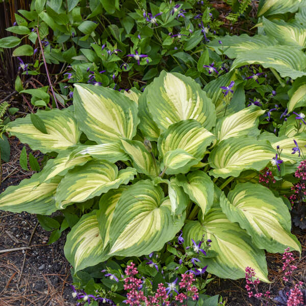 Walters Gardens, Inc. / Hosta 'Love Story'