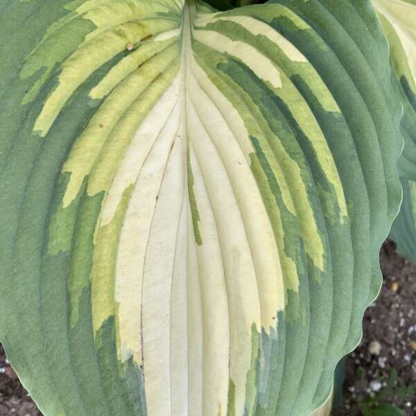 Walters Gardens, Inc. / Hosta 'Love Story'