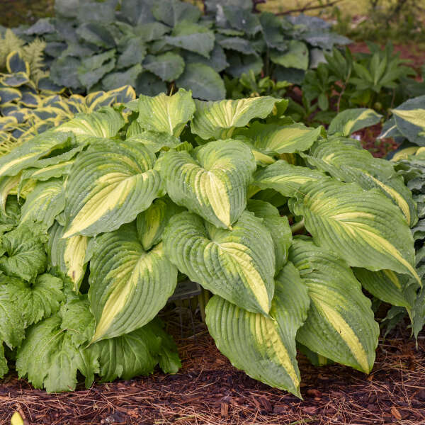Walters Gardens, Inc. / Hosta 'Love Story'