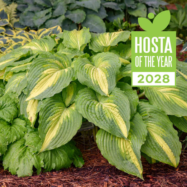 Walters Gardens, Inc. / Hosta 'Love Story'