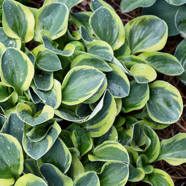 Walters Gardens, Inc. / Hosta 'Mighty Mouse'