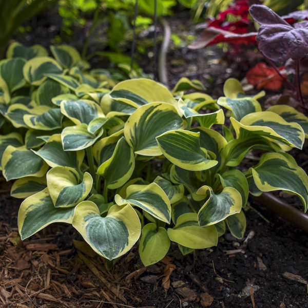 Walters Gardens, Inc. / Hosta 'Mighty Mouse'