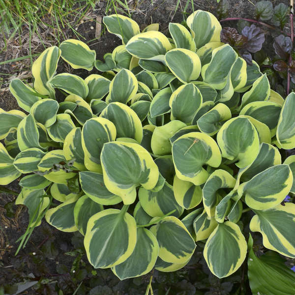 Walters Gardens, Inc. / Hosta 'Mighty Mouse'