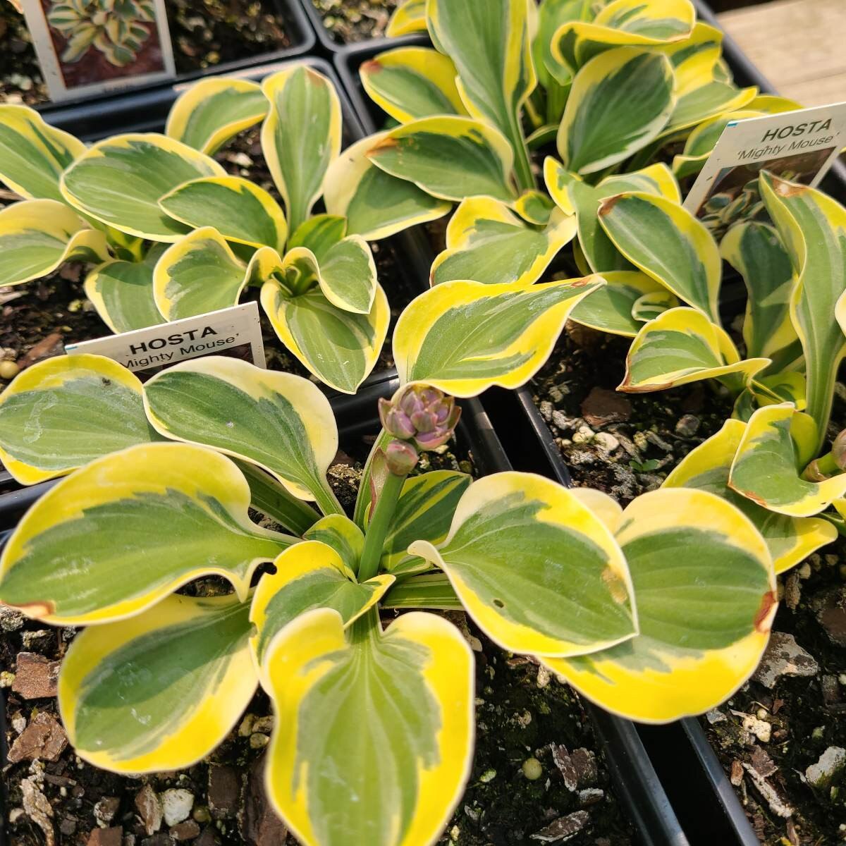 Berbee Bulb Co. / Hosta 'Mighty Mouse'