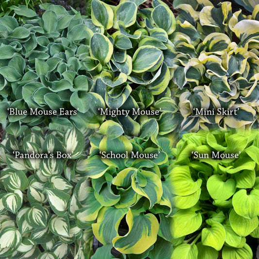 6-Pack Hosta 'Mini Mix' Perennial Starter Plants. Explosion of Color.