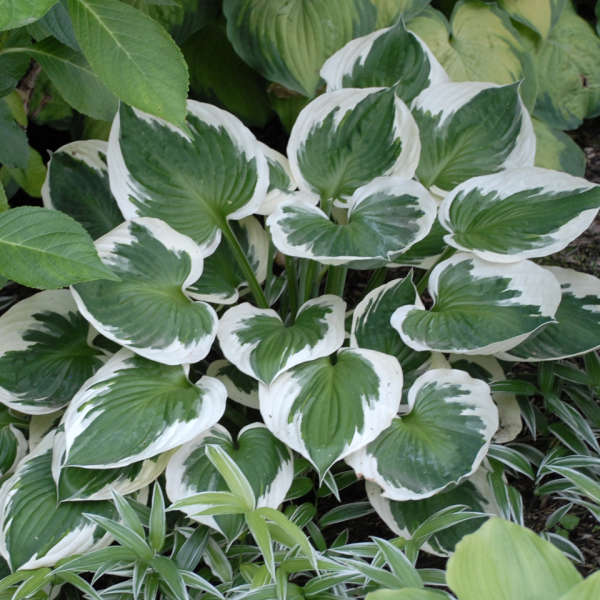 Hosta 'Minuteman' Starter Perennial. Dark Green Leaves with White Margins. Love Shade. Buy 3 or More, Save 15%!