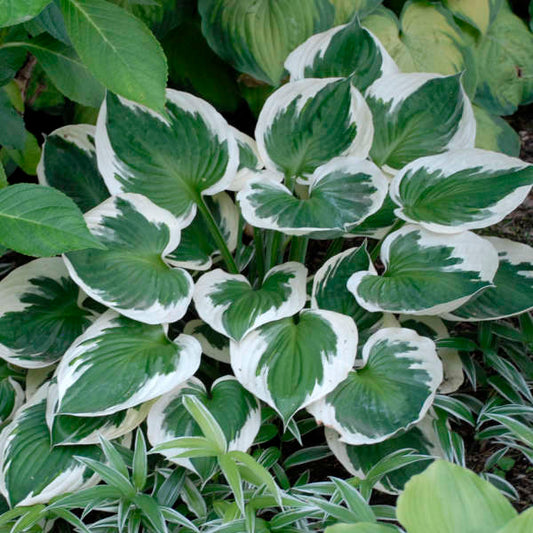Hosta 'Minuteman' Starter Perennial. Dark Green Leaves with White Margins. Love Shade. Buy 3 or More, Save 15%!