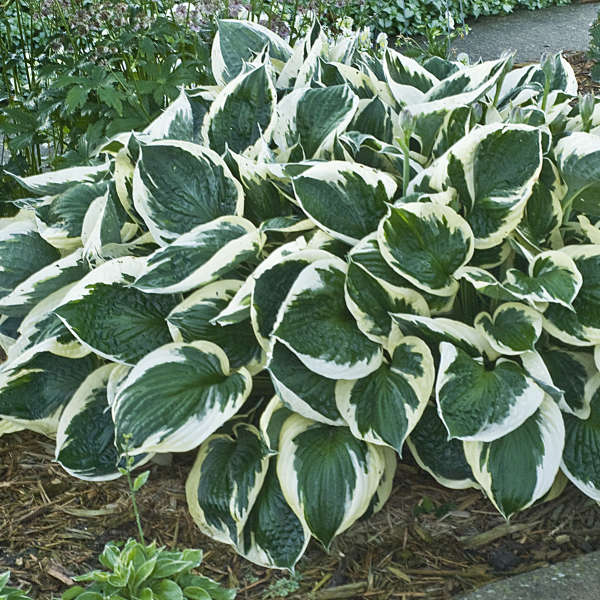 Hosta 'Minuteman' Starter Perennial. Dark Green Leaves with White Margins. Love Shade. Buy 3 or More, Save 15%!