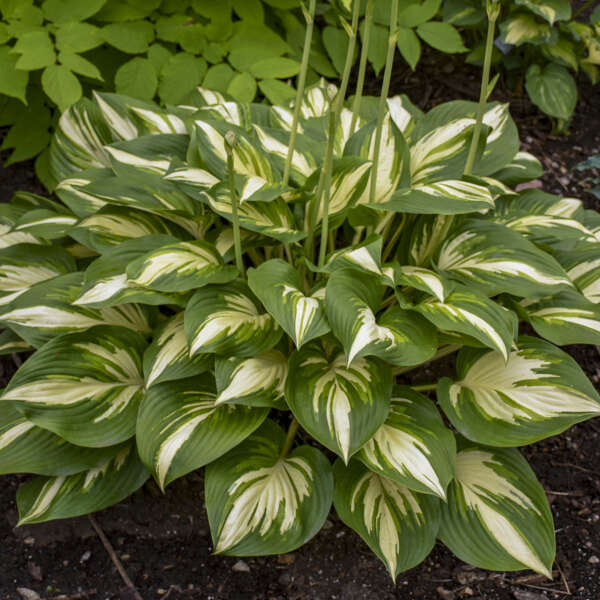 Hosta 'Miss America' Starter Perennial. Majestic, Variegated Premium Hosta.