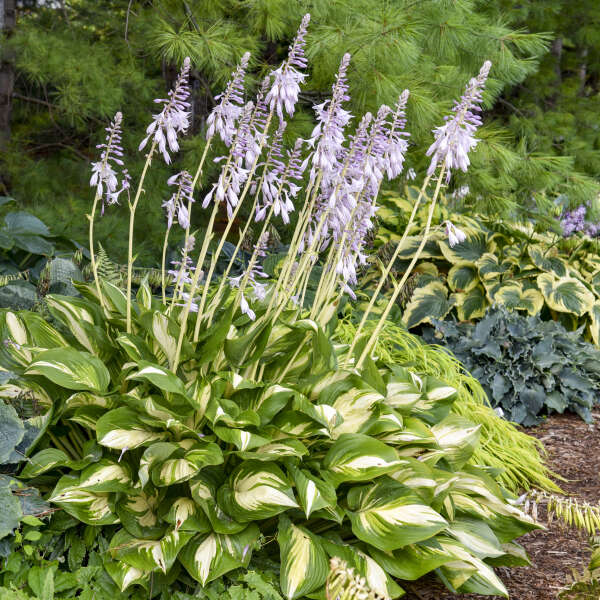 Hosta 'Miss America' Starter Perennial. Majestic, Variegated Premium Hosta.