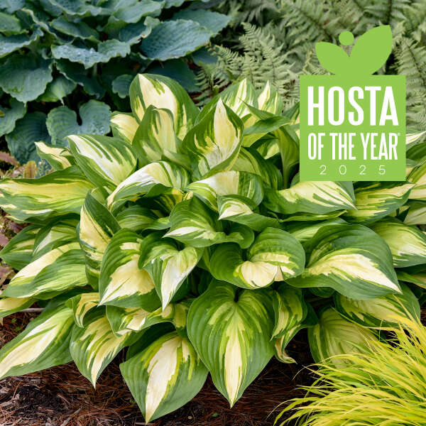 Hosta 'Miss America' Starter Perennial. Majestic, Variegated Premium Hosta.