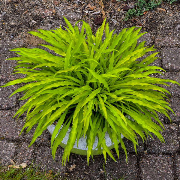 Hosta 'Party Streamers' Starter Perennial. New Standout with Long, Wiggly Yellow Leaves.