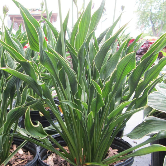 Berbee Bulb Co. / Hosta 'Praying Hands'