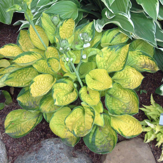 Rainforest Sunrise Hosta. Stunning Colors. Loves Shade. Easy to Grow.