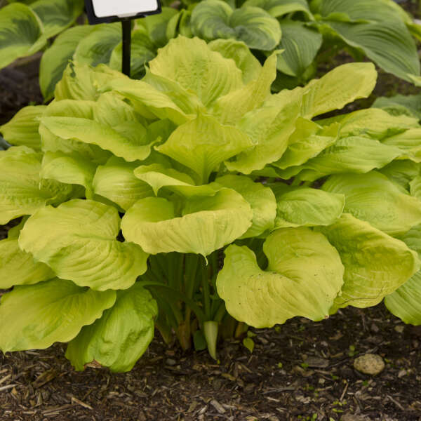 Hosta 'Seasons in the Sun' Starter Perennial. Large, Upright, Bright Yellow. Loves Shade.