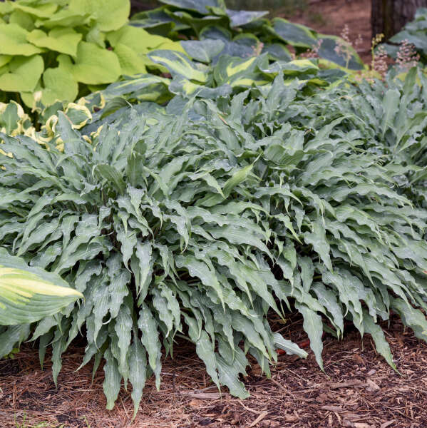 Hosta 'Silly String' Starter Perennial. Blue Shades. Standout Container Addition.