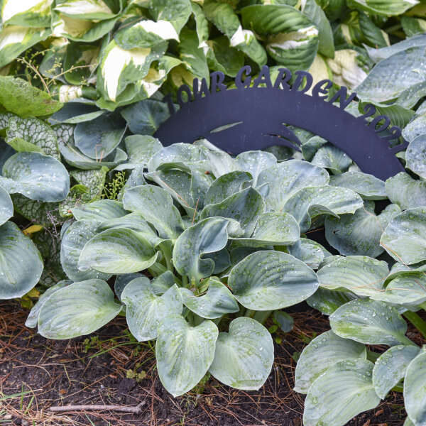 Hosta  'Silver Bullet' Perennial Starter. Rounded Blue Leaves. Shipped Trimmed. Super Healthy. Rare.