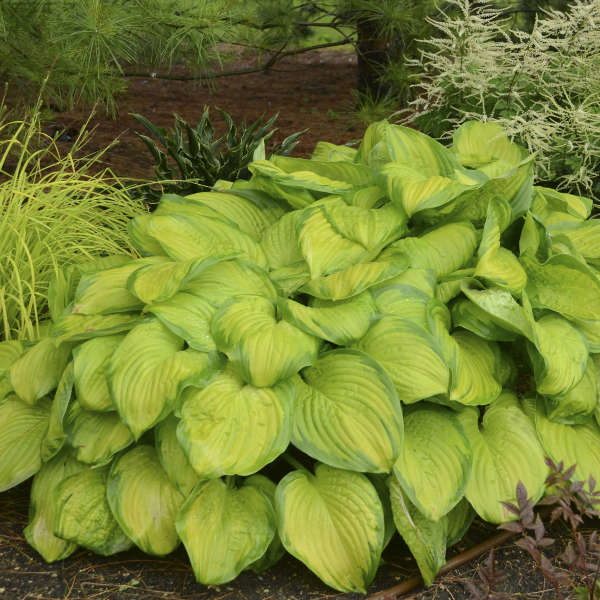 Walters Gardens / Hosta 'Stained Glass'