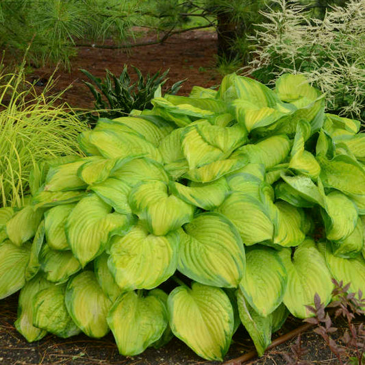 Walters Gardens / Hosta 'Stained Glass'