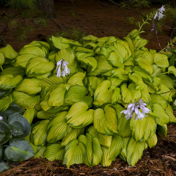 Walters Gardens / Hosta 'Stained Glass'