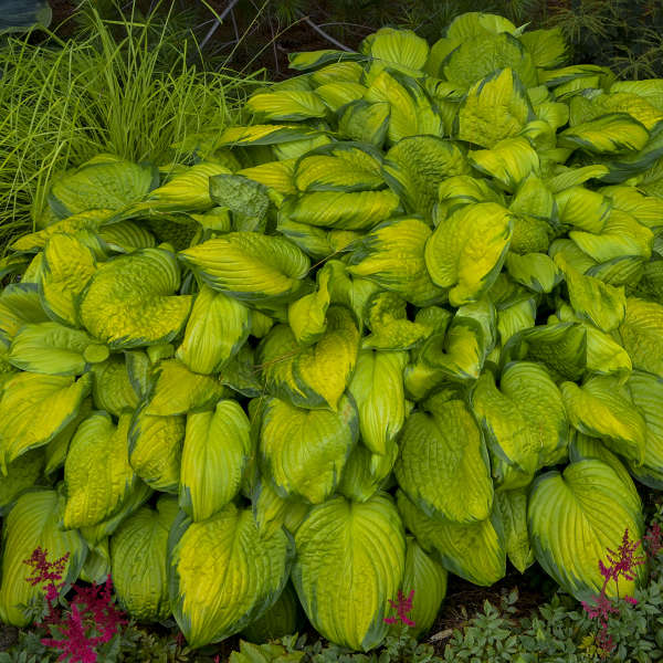 Walters Gardens / Hosta 'Stained Glass'