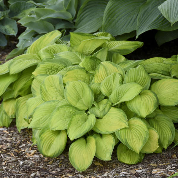 Walters Gardens / Hosta 'Stained Glass'
