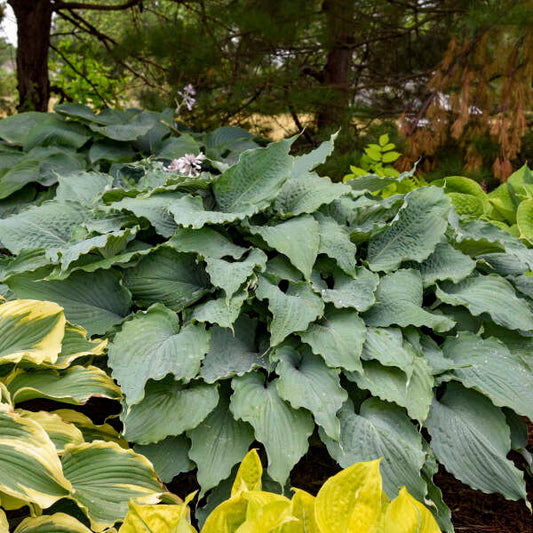 Walters Gardens, Inc. / Hosta 'Wings Beneath My Wings'