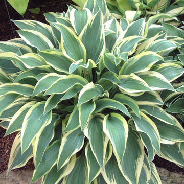 Variegated Hostas – Hosta King