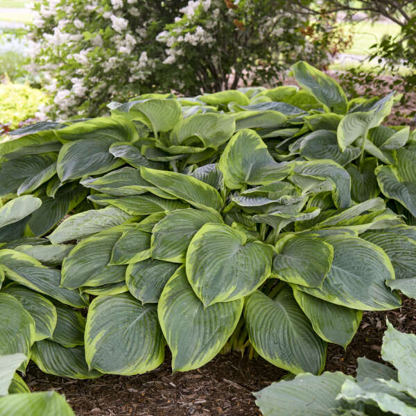 Walters Gardens, Inc. / Hosta 'Wu-La-La'