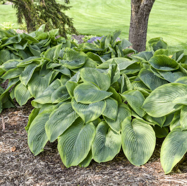 Walters Gardens, Inc. / Hosta 'Wu-La-La'