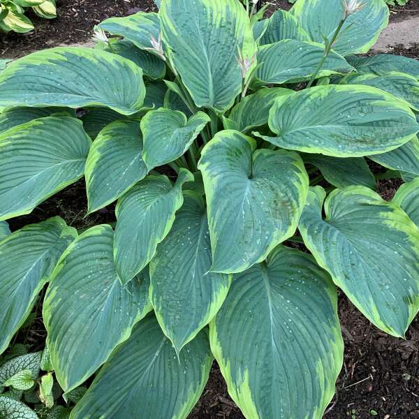 Walters Gardens, Inc. / Hosta 'Wu-La-La'