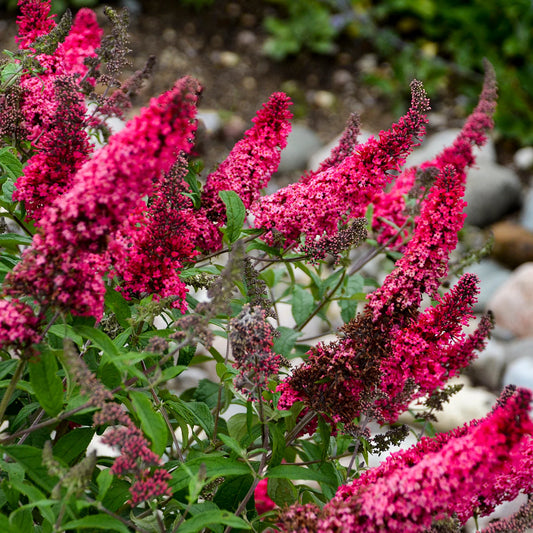 Hot Raspberry Butterfly Bush Starter Perennial. Super Healthy. Perfect time to plant