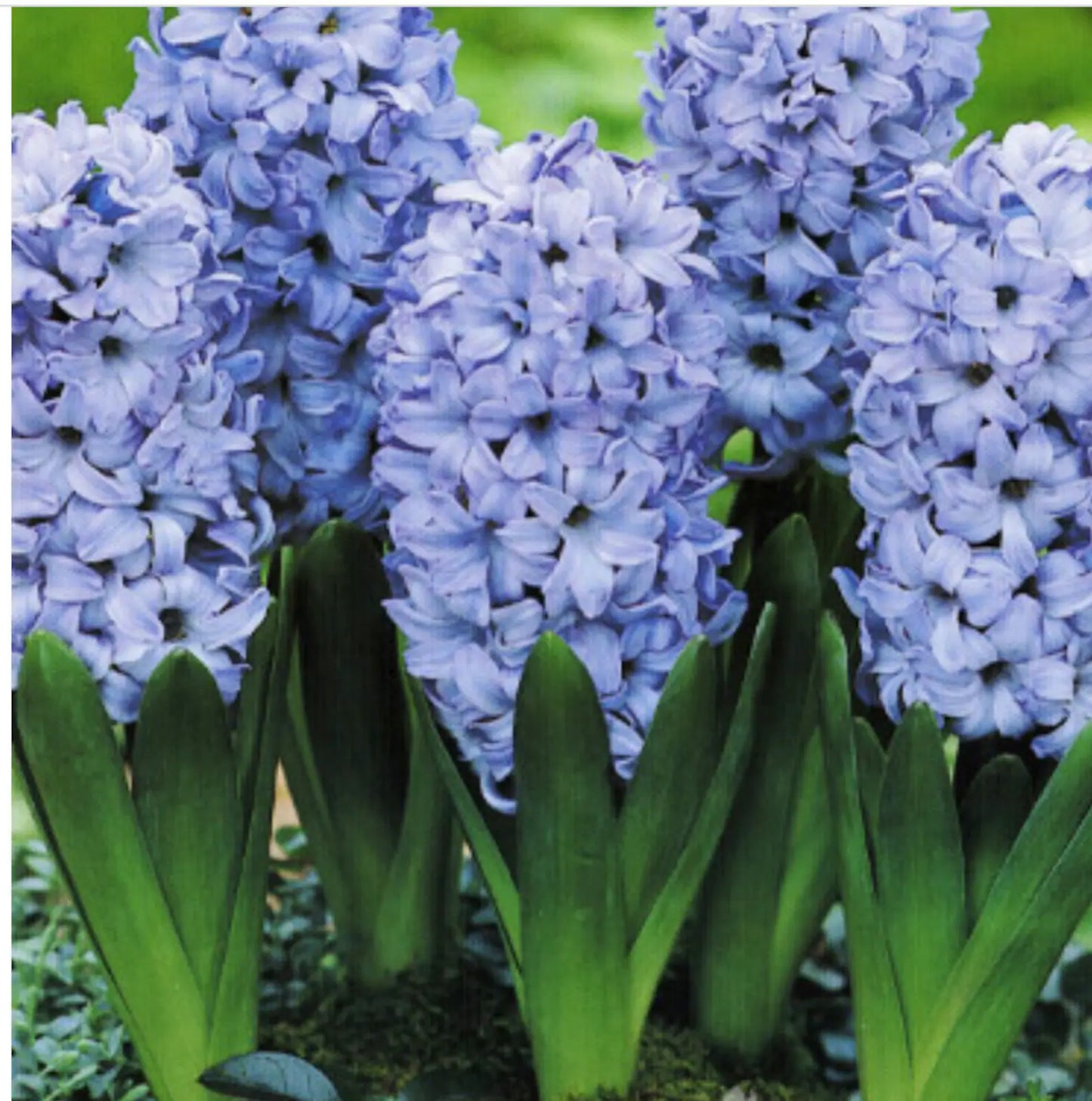 3 Jumbo Hyacinthus Orientalis 'Aqua' Perennial Bulbs. Deer-resistant Hyacinth. Lavender-Blue Flowers. Great for Fall Planting.