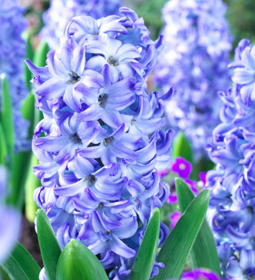3 Jumbo Hyacinthus Orientalis 'Aqua' Perennial Bulbs. Deer-resistant Hyacinth. Lavender-Blue Flowers. Great for Fall Planting.
