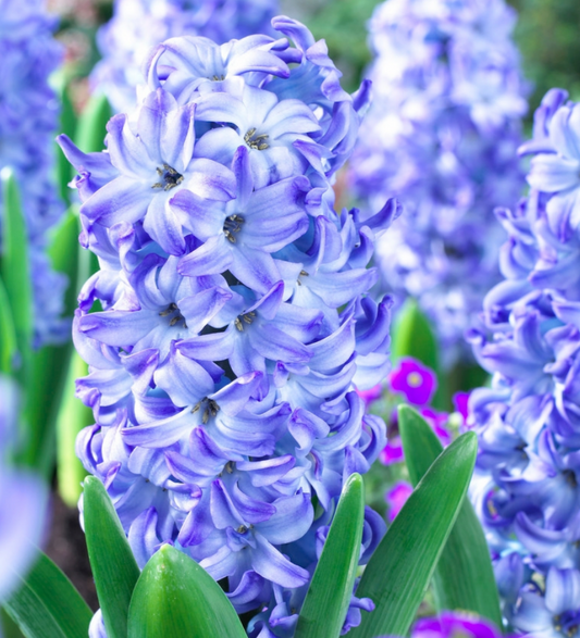 3 Jumbo Hyacinthus Orientalis 'Aqua' Perennial Bulbs. Deer-resistant Hyacinth. Lavender-Blue Flowers. Great for Fall Planting.