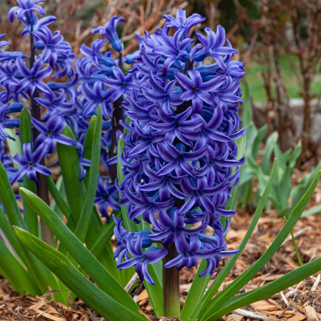 Color Blends / Hyacinth 'Blue Jacket'