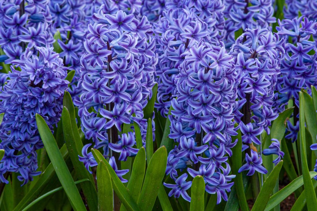 Color Blends / Hyacinth 'Blue Jacket'