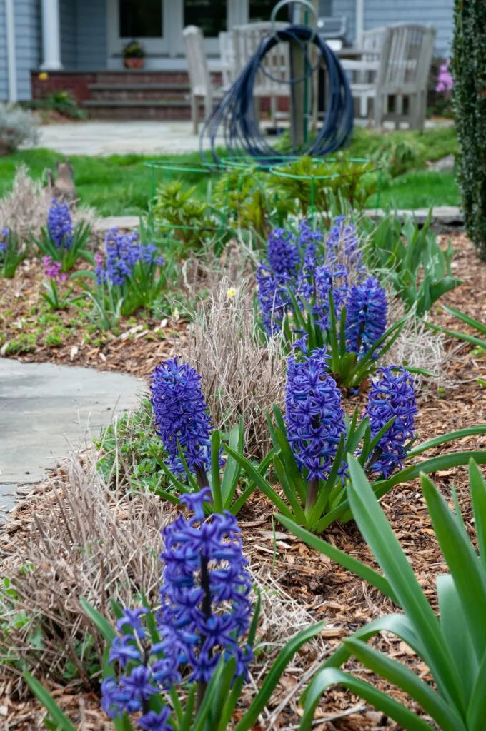 Color Blends / Hyacinth 'Blue Jacket'