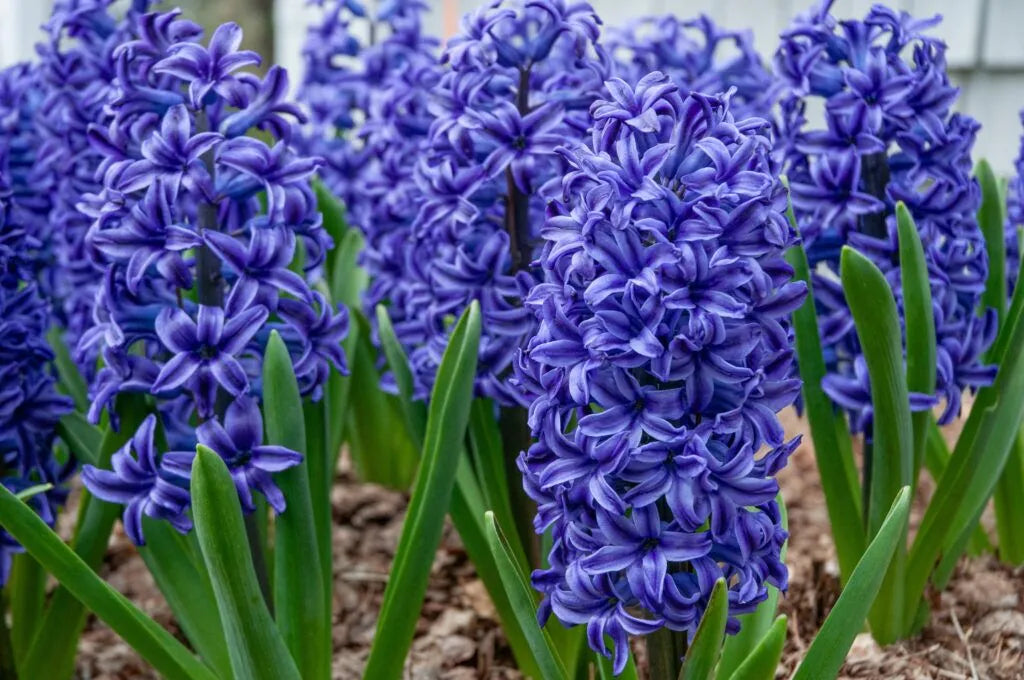 Color Blends / Hyacinth 'Blue Jacket'