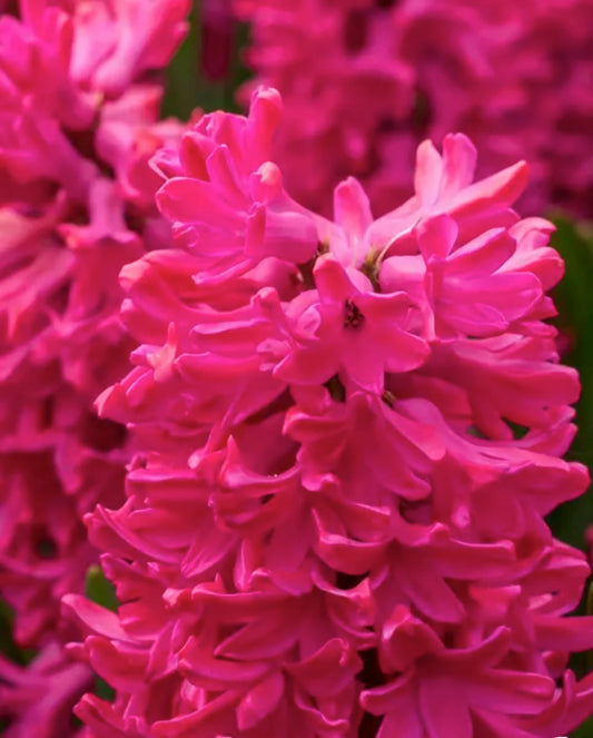 3 Jumbo Hyacinthus orientalis 'Jan Bos' Perennial Bulbs. Deer-resistant Hyacinth. Standout Red Flowers. For Fall Planting.