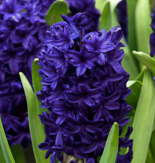 3 Jumbo Hyacinthus orientalis 'Blue Jacket' Perennial Bulbs. Deer-resistant Hyacinth. Stunning Porcelain Blue Flowers. For Fall Planting.