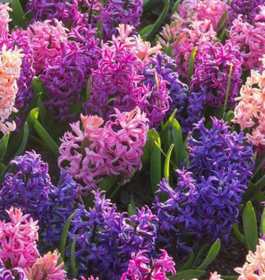 3 Jumbo Hyacinthus orientalis 'Cotton Candy' Perennial Bulbs. Deer-resistant Hyacinth. Stunning Porcelain Blue Flowers. For Fall Planting.