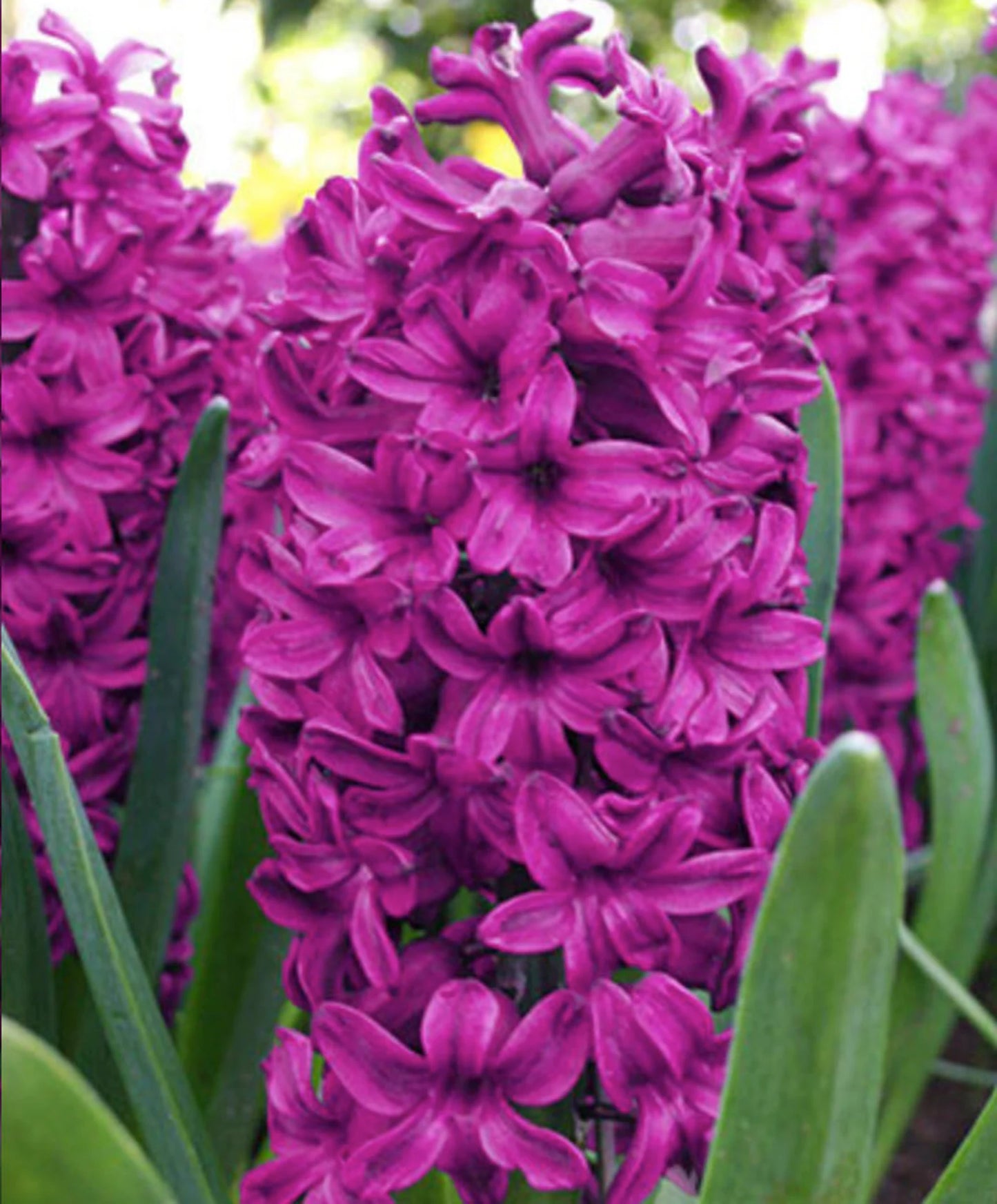 3 Jumbo Hyacinthus orientalis 'Miss Saigon' Perennial Bulbs. Deer-resistant Hyacinth. Stunning Violet-Purple Flowers. For Fall Planting.