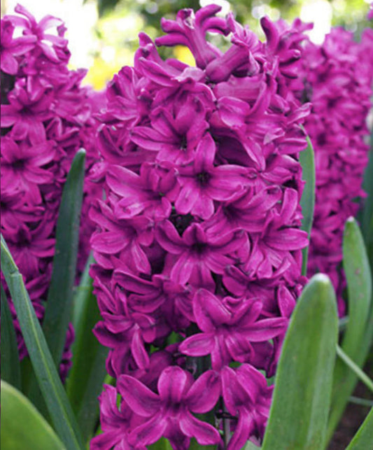 3 Jumbo Hyacinthus orientalis 'Miss Saigon' Perennial Bulbs. Deer-resistant Hyacinth. Stunning Violet-Purple Flowers. For Fall Planting.