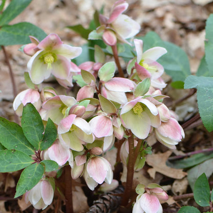 Ivory Prince Lenten Rose Perennial. Vigorous Grower with Burgandy-Pink Buds.