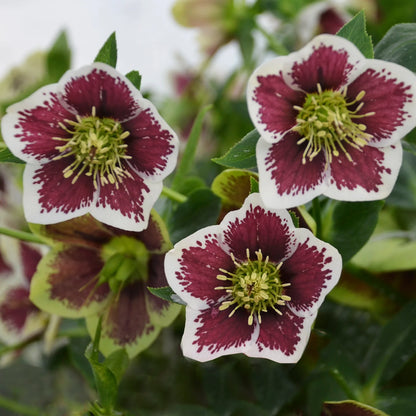 Helleborus 'Romantic Getaway' Lenten Rose. Stunning Blooms.