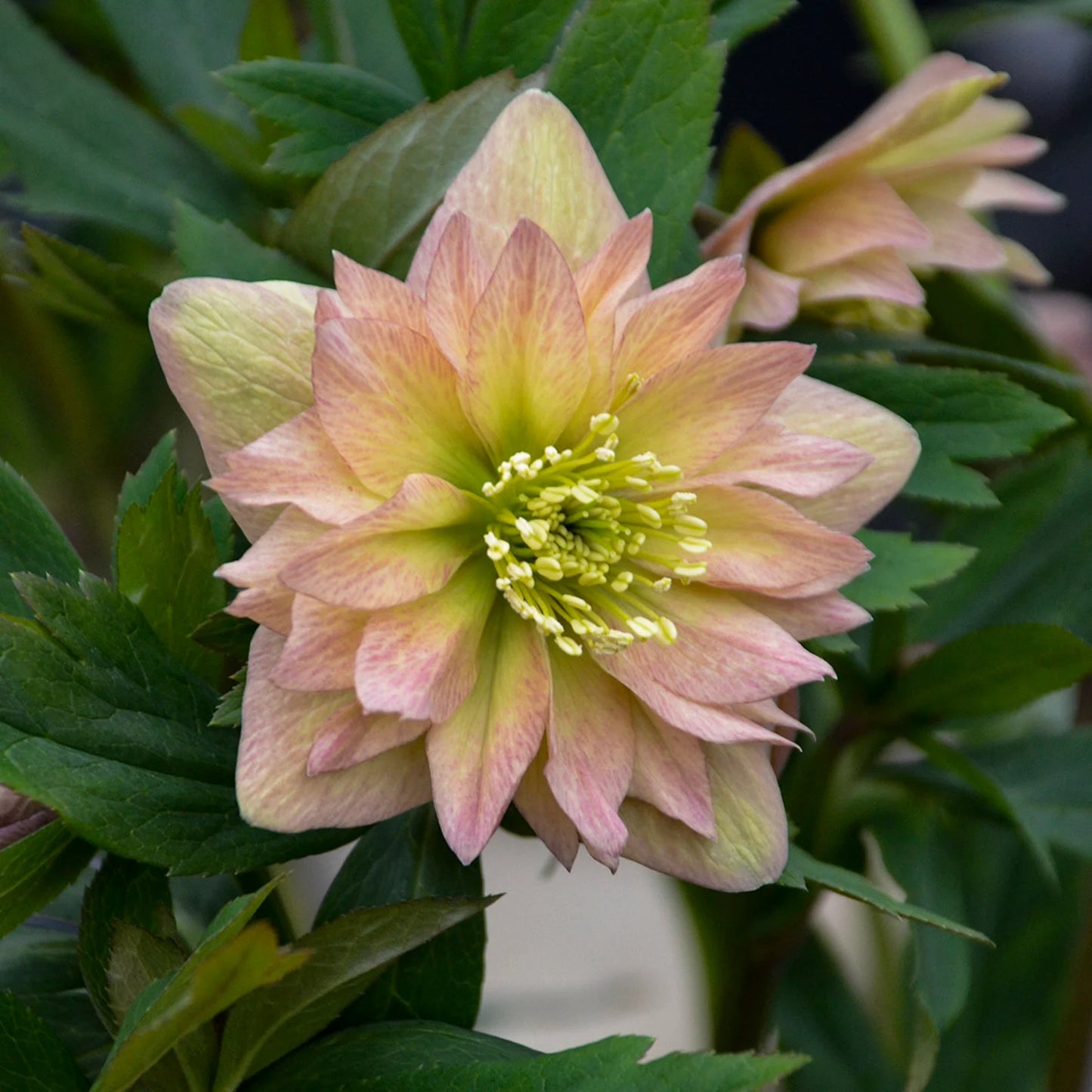 Mother of the Bride Lenten Rose Perennial