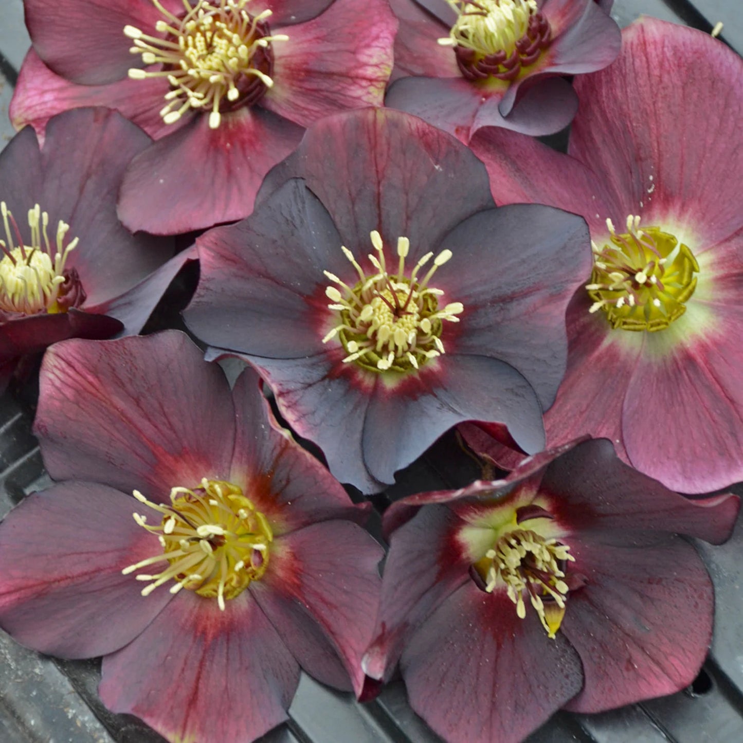 Rome in Red Lenten Rose Perennial