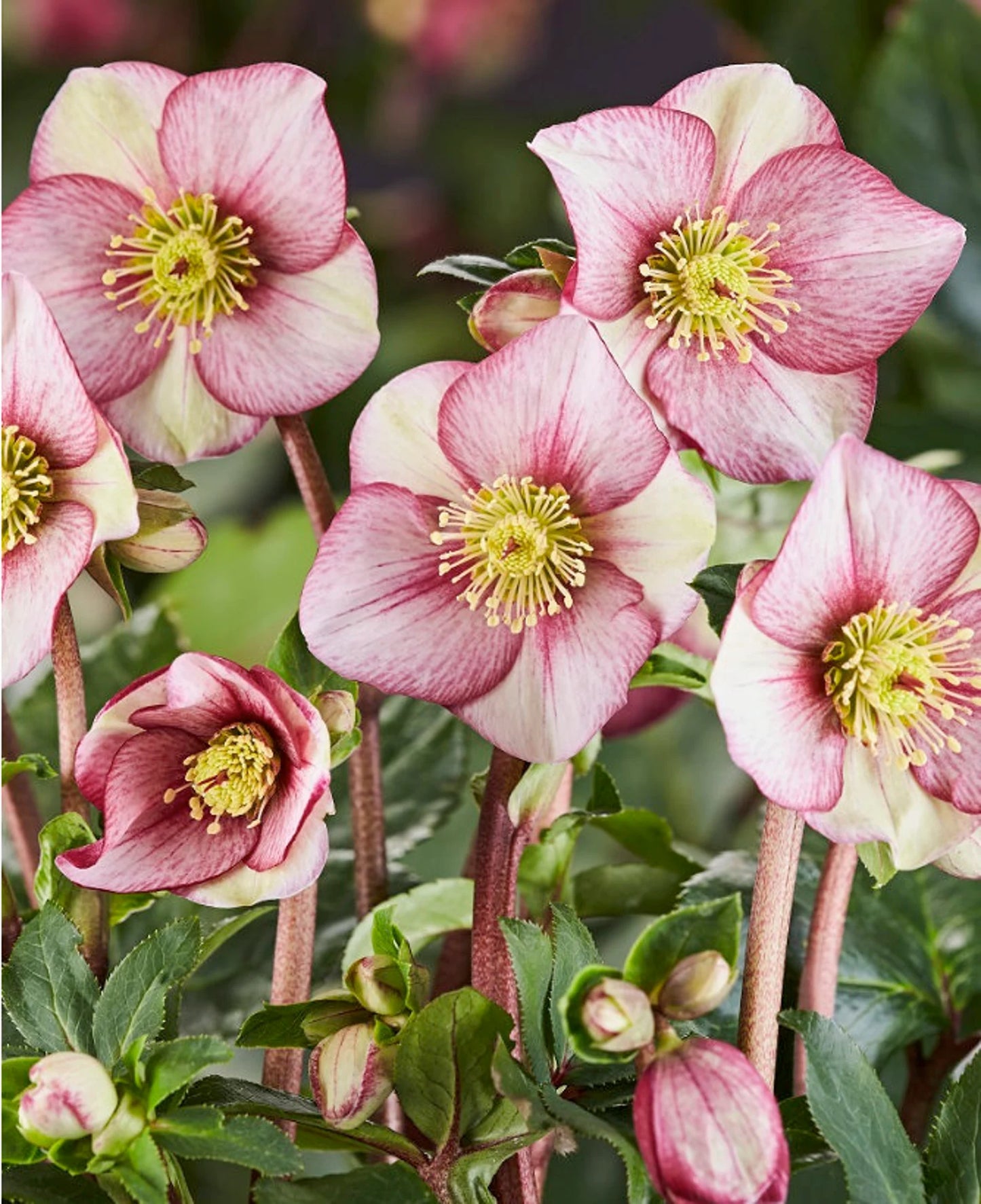 Carlotta Lenten Rose Perennial